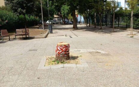 Napoli, municipalità collinare: continua la strage degli alberi 6 Napoli via Ruoppolo lalbero dopo labbattimento 1