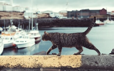 Gatti esploratori: rischi e precauzioni per chi lascia uscire il proprio felino 5 ayla meinberg AL2 t0GrSko unsplash