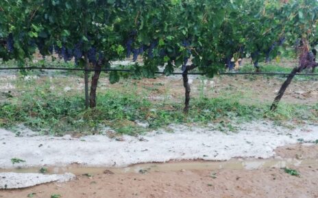 Grandinata nel Beneventano e nel Nolano, CIA Campania: "Compromessi vigneti e oliveti" 4 grandine sul tarantino 250821 1024x683 1