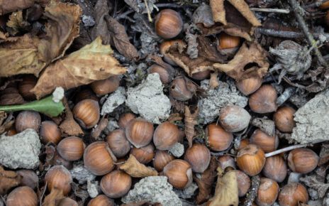 Campania, Coldiretti: "Tavolo Verde sulla cascola delle nocciole: Subito un monitoraggio sui danni ai produttori di nocciole e azioni di risarcimento" 3 nocciole 31
