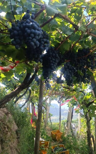La vendemmia tra Nisida e i Campi Flegrei: tradizione e paesaggio senza tempo 3 5a39233f 215e 4603 a14f f8beb915e442 scaled