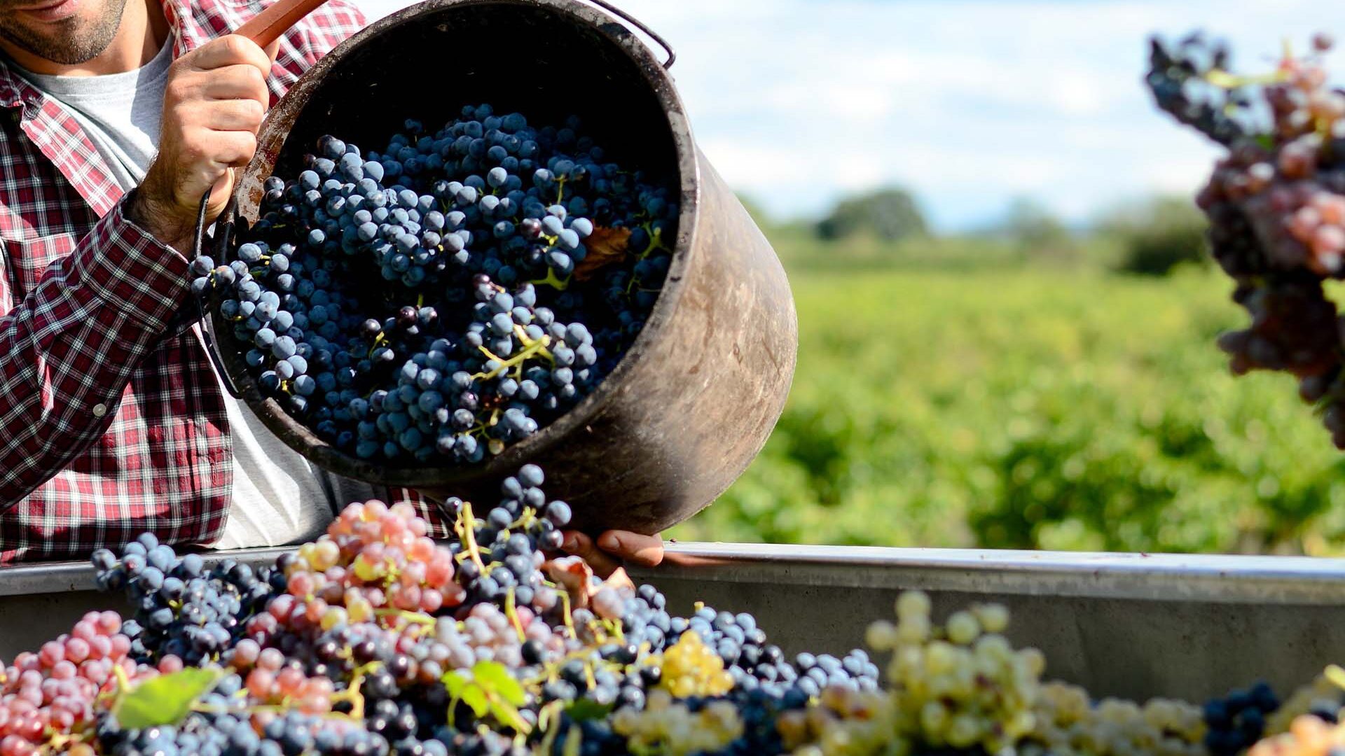 ciatoscana vendemmia uva lavoro