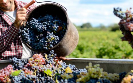 ciatoscana vendemmia uva lavoro