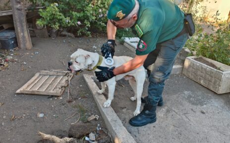 Torre del Greco, cani legati a catene. Sopralluogo di Borrelli con le forze dell’ordine: “Fattoria degli orrori. In prima linea contro chi maltratta animali" 3 cni maltrattati Torre del Greco 4mod
