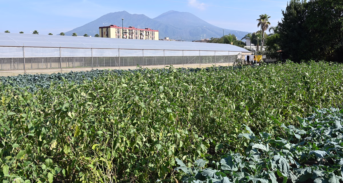 Agricoltura Napoli Est