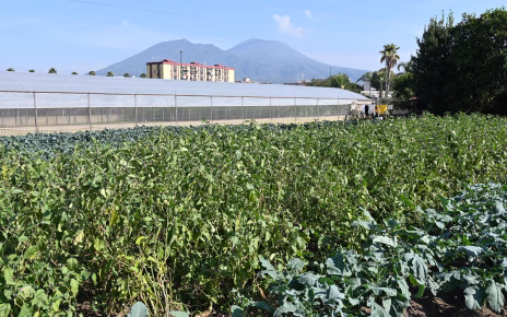Napoli Est, Coltivare Legalità: le aziende agricole targate Coldiretti raccontano le eccellenze del territorio 7 Agricoltura Napoli Est