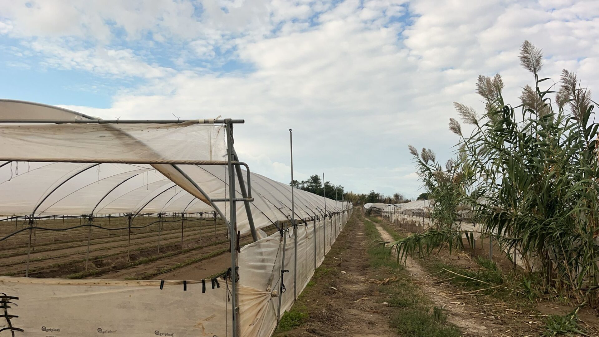 Campi investiti dalla nube di cloro 2