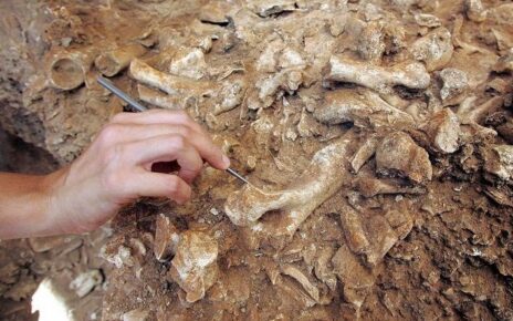 Sicilia, scoperti resti dell’elefante nano: il più piccolo mai vissuto sulla Terra 5 fossile