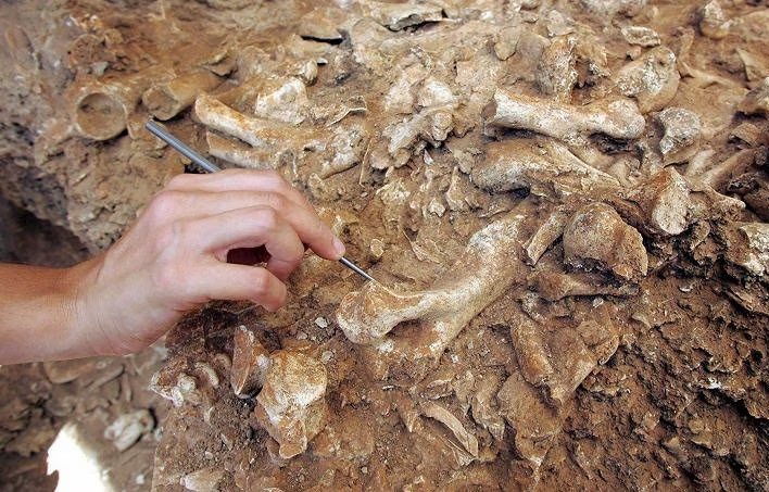 fossile