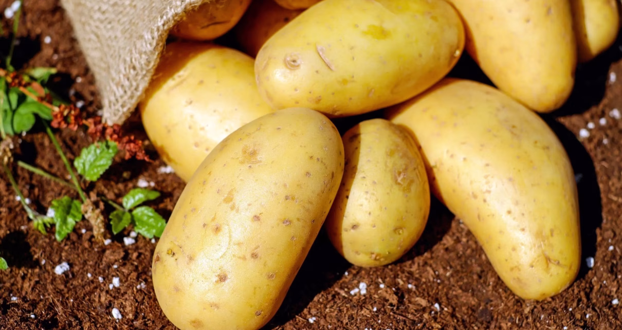 patate scaledmod