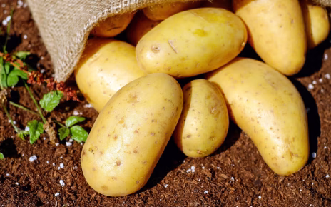 Castelcivita, torna la Festa della Patata di Montagna: al via la XIV edizione 5 patate scaledmod