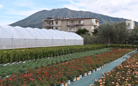 Lavoro, Coldiretti: "Aumentano i giovani occupati nei campi, +18% nel 2025" 3 DSC 5369 rid