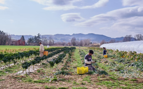 Legge di Bilancio 2026, Confeuro: "Poco coraggio per sostegno agricoltura" 4 Comunita a Supporto dell Agricoltura una nuova prospettiva di produzione e consumo 768x511 1