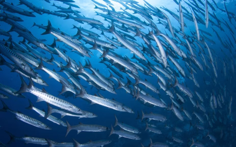 Ambiente, Tiso(Accademia IC): "Contrastare overfishing per tutela oceani" 5 barracuda