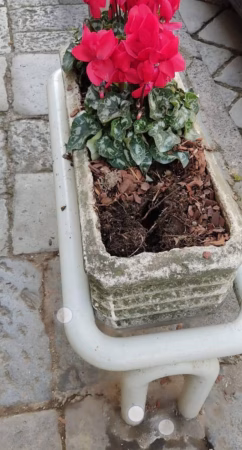 cila marigliano
