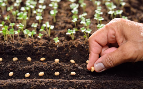 Agricoltura, Confeuro: "Settore primario non è solo un numero: serve rilancio serio" 5 mano che semina