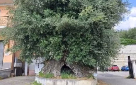 L’ulivo che resiste: a Sala Consilina un monumento vivente tra memoria e futuro 4 9b95284115821ae6572dad6732009793