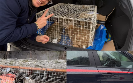 Sant’Agata dei Goti, allevatore ripreso mentre prende a badilate una mucca. Esplode rabbia del web dopo la denuncia dell’animalista Rizzi 4 rizzi