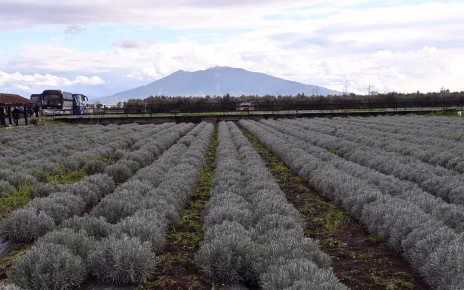 Campania, Coldiretti soddisfatta: "Dal decreto flussi in arrivo 6.217 lavoratori agricoli" 4 terreno agricolo