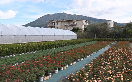 San Valentino, Coldiretti: "Dal ranuncolo della Campania alla violaciocca, la rivincita del fiore italiano" 4 fiori