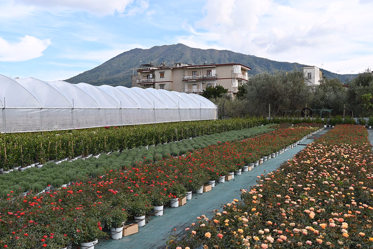 fiori