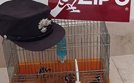lupu2