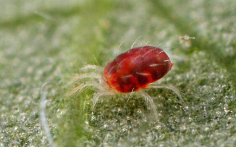 Il ragnetto rosso mette le Fragole in pericolo, la Coldiretti Caserta lancia l'allarme 3 ragnetto rosso