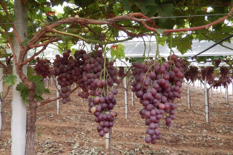 uvadatavola vite byagrimecaconsulting 750x500 1