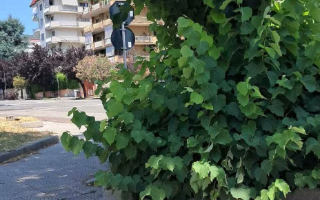 verdenegato