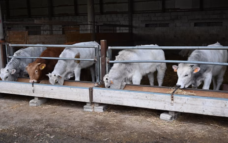 UE, Coldiretti: "Fermato il Meat Sounding, no a bistecche e carne finte" 4 DSC 0439 2