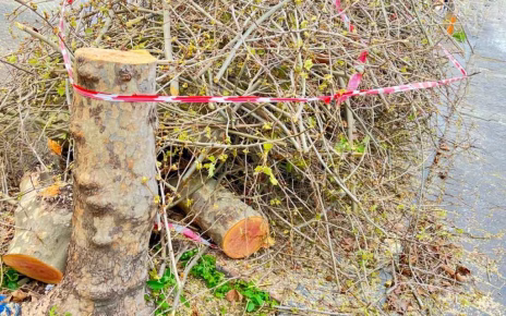 Napoli, Vomero: troppi platani abbattuti! L'ultimo stamani in via Scarlatti 5 Vomero via Scarlatti il platano secolare abbattuto