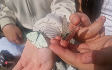Pomigliano d'Arco, quando la primavera insegna: la lezione inattesa delle farfalle all'IC3 3 94c232e0 4a7a 4bac af94 cd2e54c1f20b