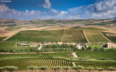 Turismo, Confeuro al ministro Mazzi: "Valorizzare rapporto con agricoltura" 5 Tenuta di Contessa Entellina con ulivi ph Fabio Gambina scaled 1