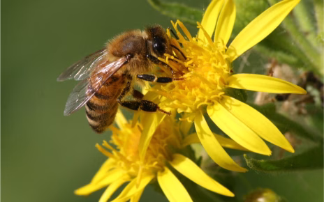 Progetto WWF "Natura Regia": a Caserta le Giornate della Biodiversità e degli Impollinatori 5 703111769 10233284327033452 7615539538640234624 n