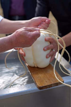 Vent'anni di tradizione e identità: a Vico Equense il grande evento dedicato al Provolone del Monaco Dop con Gennarino Esposito e Gino Rivieccio 4 Provolone del Monaco Dop 1