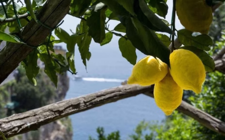 Agricoltura campana tra emergenze, innovazione e valorizzazione: CIA Campania protagonista di tre giornate di confronto 4 agricoltura campana 3