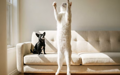 erwinbosman cat 10238963 1920
