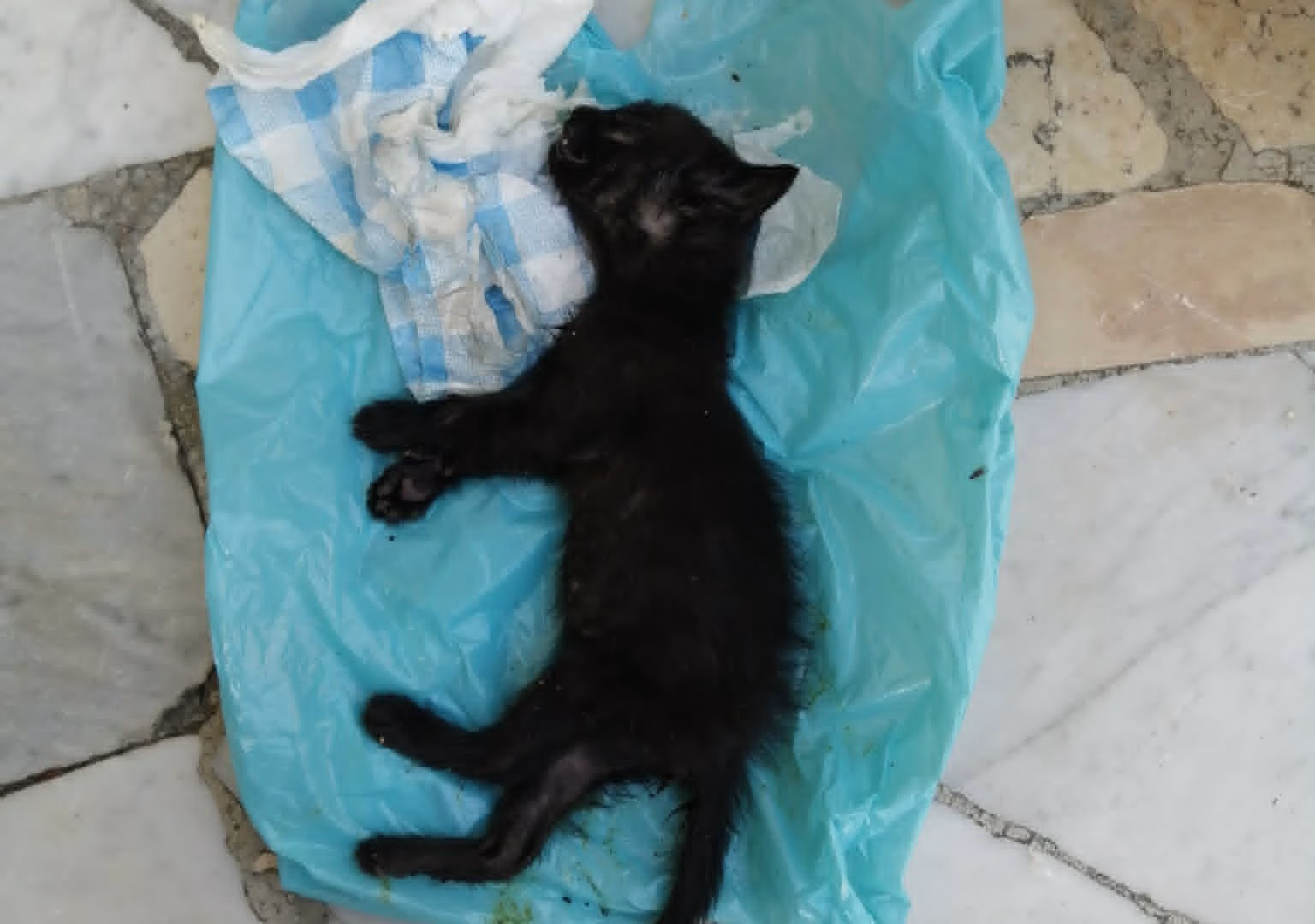 gattino morto