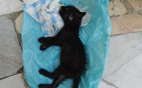 Marigliano, gattino trovato agonizzante nel cassonetto: morto per le gravi ferite 4 gattino morto