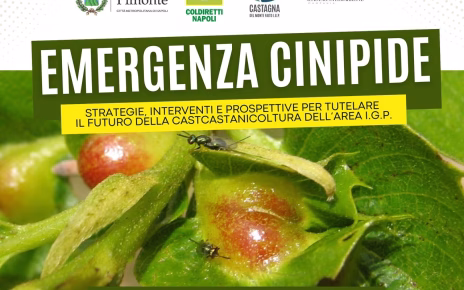 Campania, emergenza cinipide: quale futuro per la castanicoltura dei Monti Lattari? 3 Locandinacinipide