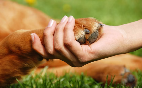 Marigliano, torna “Qua la Zampa”: una mattinata tra amore, formazione e solidarietà per gli animali 6 Qua la zampa 1