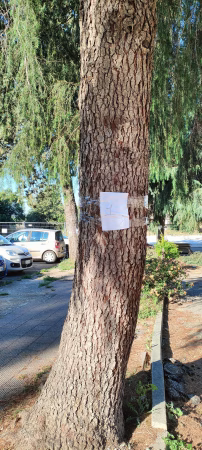albero 2