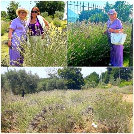 I Viaggi di Adelina - L’anima viola dell’Irpinia: un viaggio tra lavanda, memoria e rinascita a Sant’Angelo all’Esca 5 2027533b c3ae 41ce 93f6 5f052f0c812e