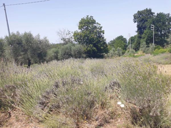 I Viaggi di Adelina - L’anima viola dell’Irpinia: un viaggio tra lavanda, memoria e rinascita a Sant’Angelo all’Esca 12 33604ee7 6d5d 4d5a 8d1c 2281c2801fcd