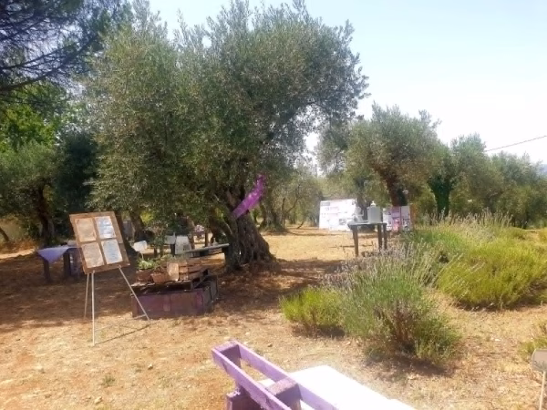 I Viaggi di Adelina - L’anima viola dell’Irpinia: un viaggio tra lavanda, memoria e rinascita a Sant’Angelo all’Esca 4 5b6b7d2c ac4e 466e 883b 22c6995d297a