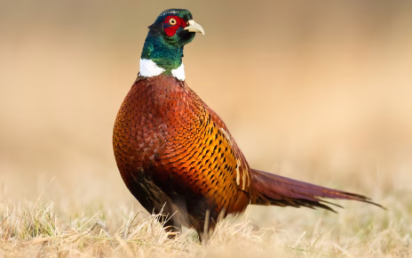 Caccia, D'Anna (FNOB): "Biologi contrari a nuovo disegno di legge. Mette a rischio biodiversità ed ecosistemi" 4 Arcicaccia la caccia sociale si difende rafforzando gli Atc