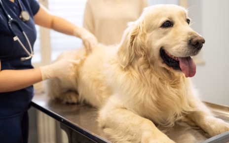Campania, benessere animale. Aveta: "Dopo la nostra sollecitazione stanziati 28 milioni per il 2027" 3 cane presso clinica veterinaria 952x667 1