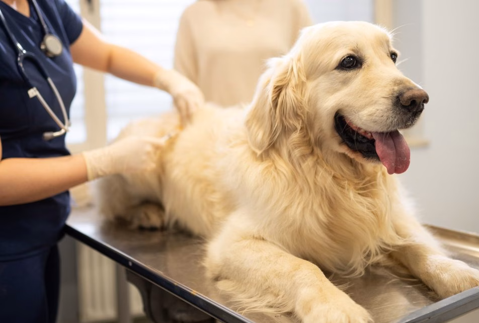 cane presso clinica veterinaria 952x667 1
