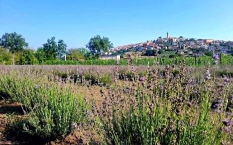 I Viaggi di Adelina - L’anima viola dell’Irpinia: un viaggio tra lavanda, memoria e rinascita a Sant’Angelo all’Esca 75 d88afb53 cdfd 4832 b631 ad74ca42573c