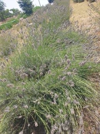 I Viaggi di Adelina - L’anima viola dell’Irpinia: un viaggio tra lavanda, memoria e rinascita a Sant’Angelo all’Esca 8 e5e594ba 5ff3 4c53 a1f3 7fcfab39bbca